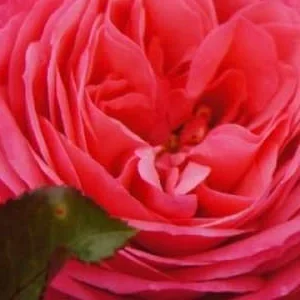 K245 Róża pnąca ROSANNA®