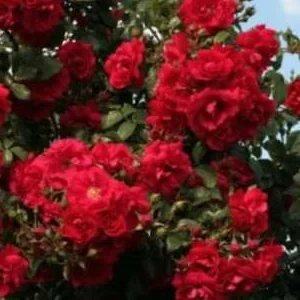 K246 Róża pnąca TRADITION 95®