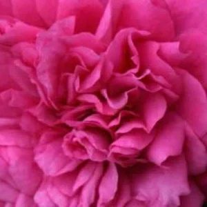 K247 Róża pnąca LAGUNA®