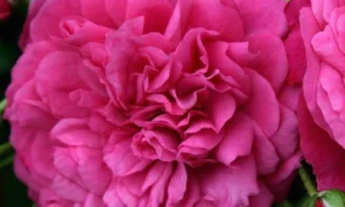 K247 Róża pnąca LAGUNA®