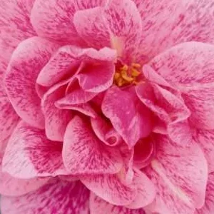 K248 Róża pnąca CAMELOT®