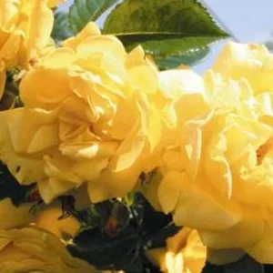 K249 Róża pnąca DUKAT®