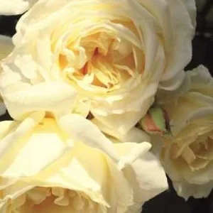 K250 Róża pnąca ELFE®