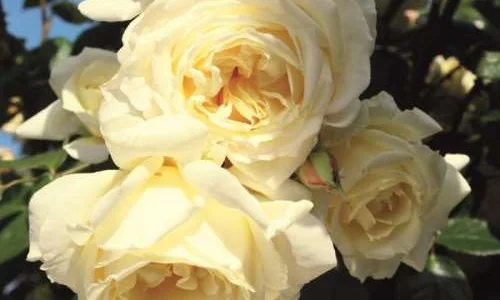 K250 Róża pnąca ELFE®