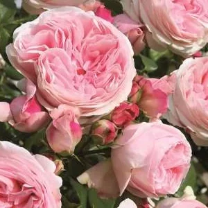 K251 Róża pnąca Giardina®