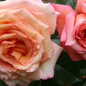 K252 Róża pnąca BAROCK®