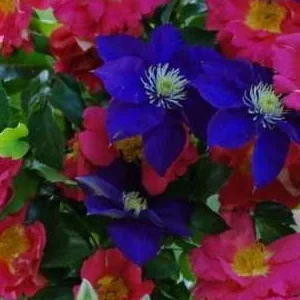 K253 Róża pnąca Bajazzo®