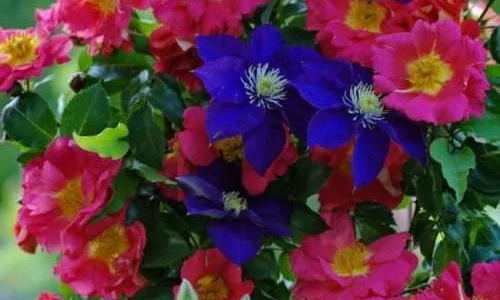 K253 Róża pnąca Bajazzo®