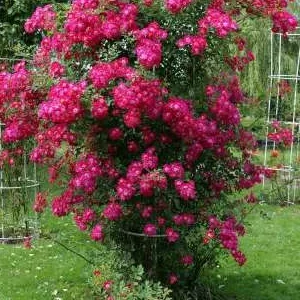 K255 Róża pnąca LIBERTAS®