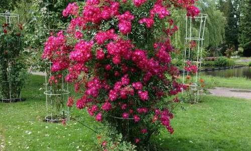 K255 Róża pnąca LIBERTAS®