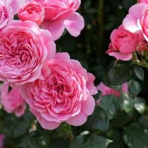 K256 Róża pnąca EVA®