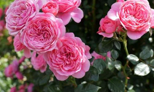 K256 Róża pnąca EVA®