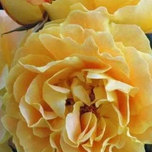 K257 Róża pnąca LIZZY®