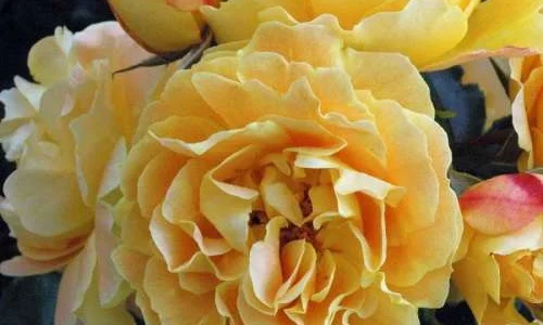 K257 Róża pnąca LIZZY®