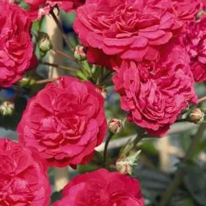 K258 Róża pnąca LOLA®