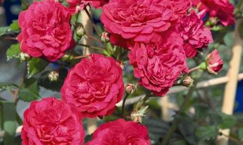 K258 Róża pnąca LOLA®