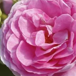 K259 Róża pnąca OZEANA®