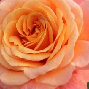 K260 Róża pnąca brzoskwiniowa Melba®