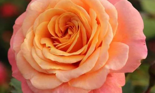 K260 Róża pnąca brzoskwiniowa Melba®