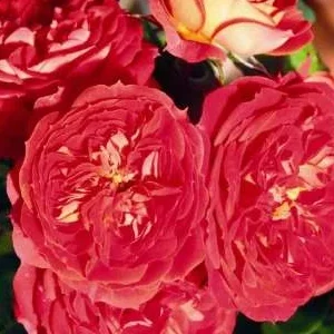 K261 Róża pnąca CARMEN®