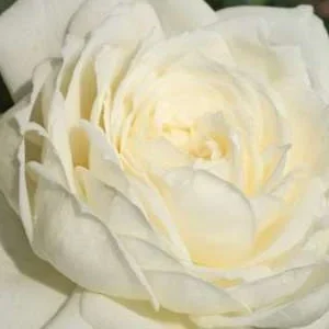 K262 Róża pnąca ALASKA®