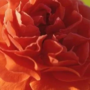 K263 Róża pnąca NARANGA®