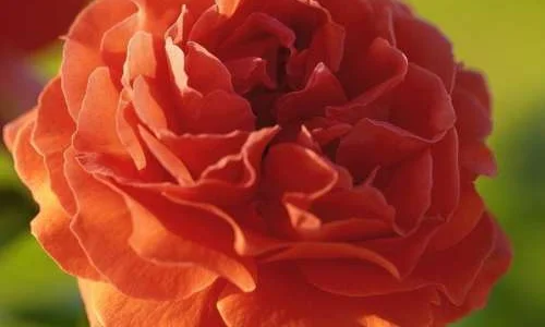 K263 Róża pnąca NARANGA®