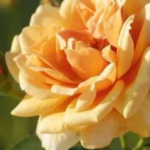 K264 Róża pnąca SKYLINE®