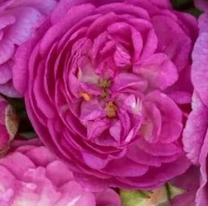 K265 Róża pnąca Perennial Rosali®