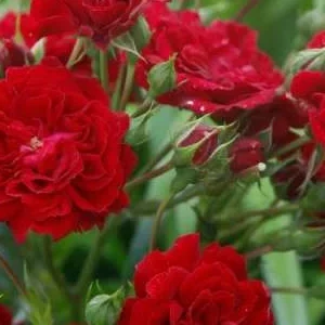 K266 Róża pnąca Crimson Siluetta®