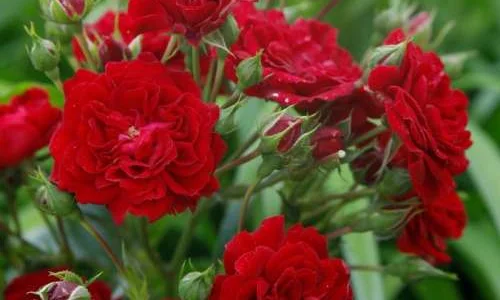 K266 Róża pnąca Crimson Siluetta®