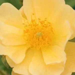 K267 Róża pnąca SUNNY SILUETTA®