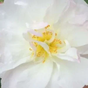 K268 Róża pnąca SWEET SILUETTA®