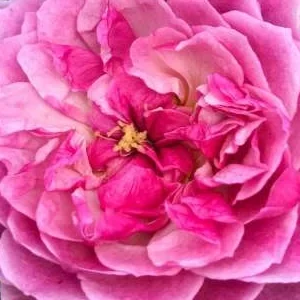 K269 Róża pnąca ROMANTIC SILUETTA®