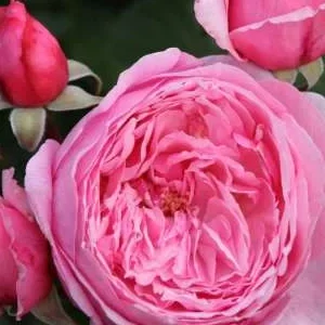 K270 Róża pnąca KISS ME KATE®