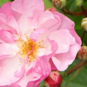 K271 Róża pnąca LAVENDER SILUETTA®