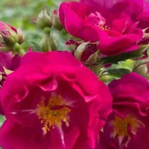 K272 Róża pnąca PURPLE SILUETTA®