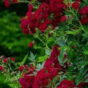 K273 Róża pnąca PERENNIAL DOMINO®