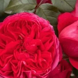 K274 Róża pnąca DEEP LOVE®