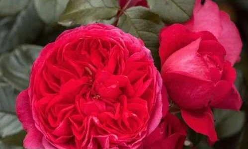 K274 Róża pnąca DEEP LOVE®