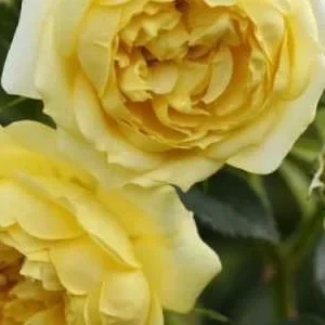 K275 Róża pnąca ELIDA®