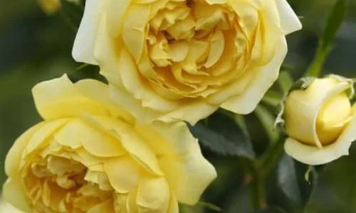 K275 Róża pnąca ELIDA®