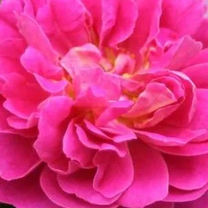 K276 Róża pnąca MELINA®