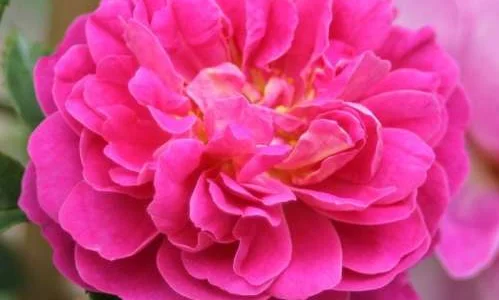 K276 Róża pnąca MELINA®