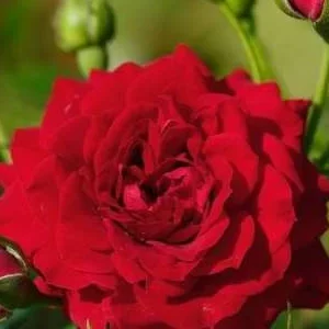 K277 Róża pnąca NATALIE®