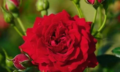 K277 Róża pnąca NATALIE®