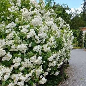 K278 Róża pnąca Bobbie James