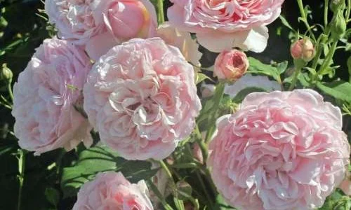 K279 Róża pnąca DIVINA®