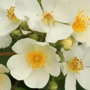 K280 Róża pnąca Natura Siluetta®