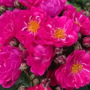 K281 Róża pnąca PERFEUMY SILUETTA®